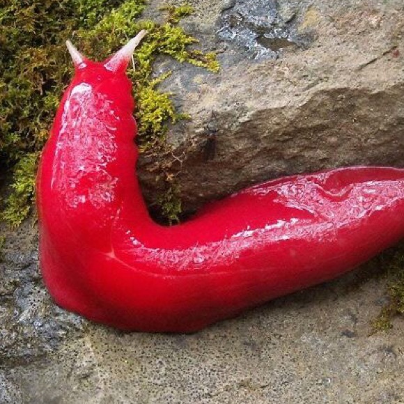 Meet your Posher, Cameron - Picture 1 of 1